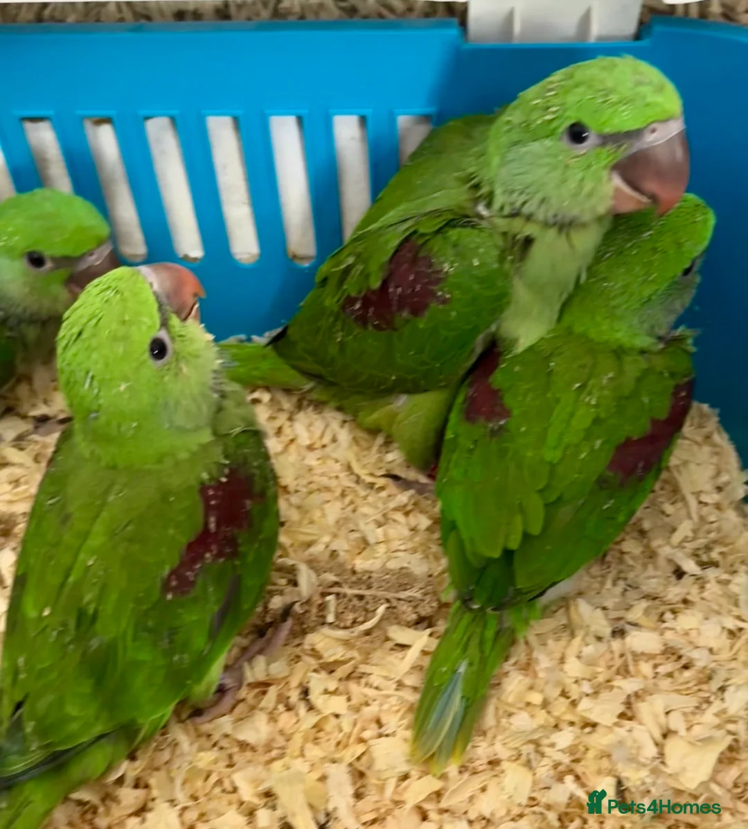Ringnecks birds for sale: Hand Reared Tame Talking Baby Alexandrian Parrots - Advert 2