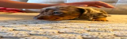 Miniature Dachshund dogs for sale: Male Miniature Dachshunds for sale in Wednesbury - Advert 5