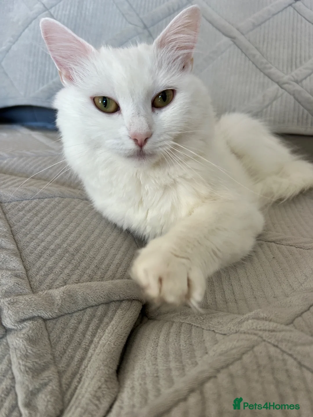 Mixed Breed cats for sale: Stunning pure white Persian cross 2 years old  - Advert 2