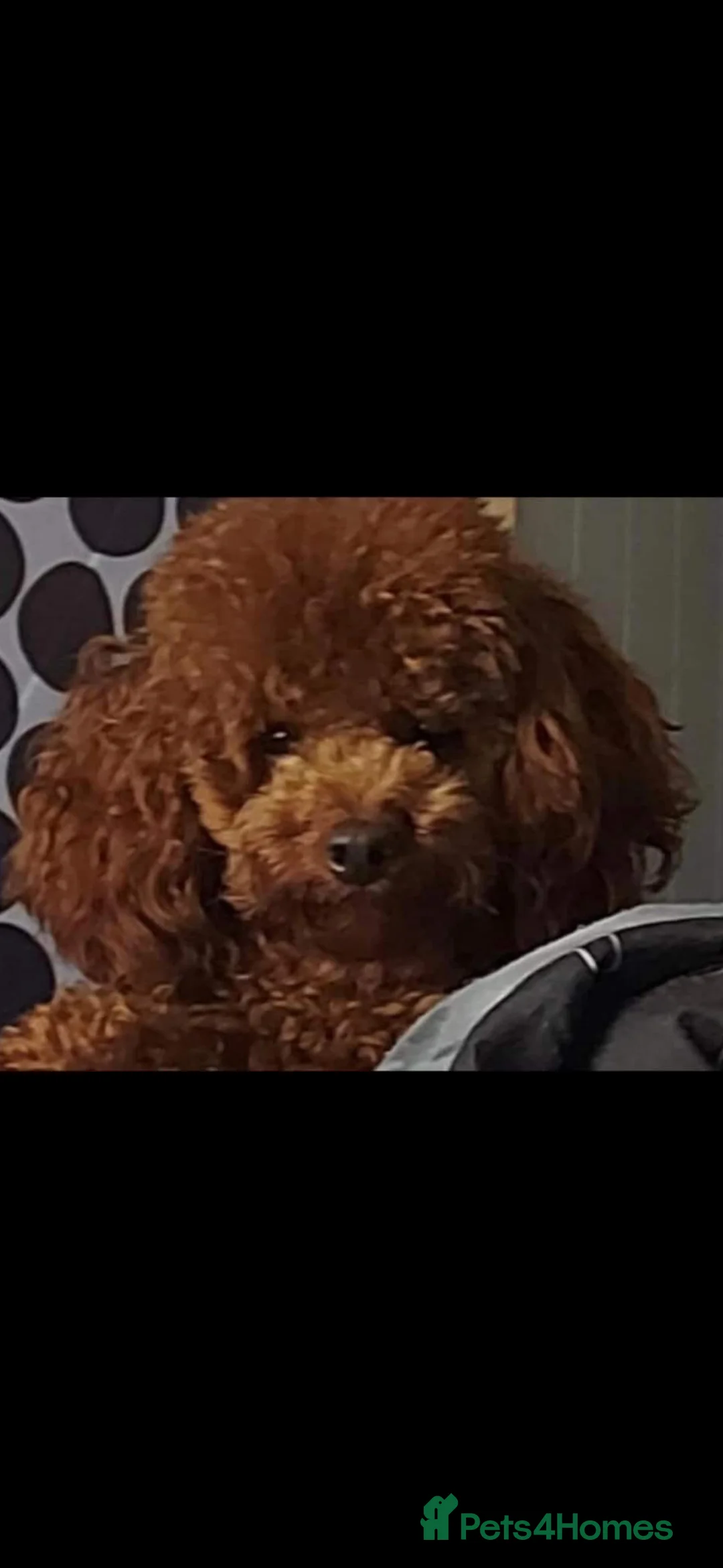 Labradoodle dogs for sale: Multigenerational labradoodles  - Advert 3