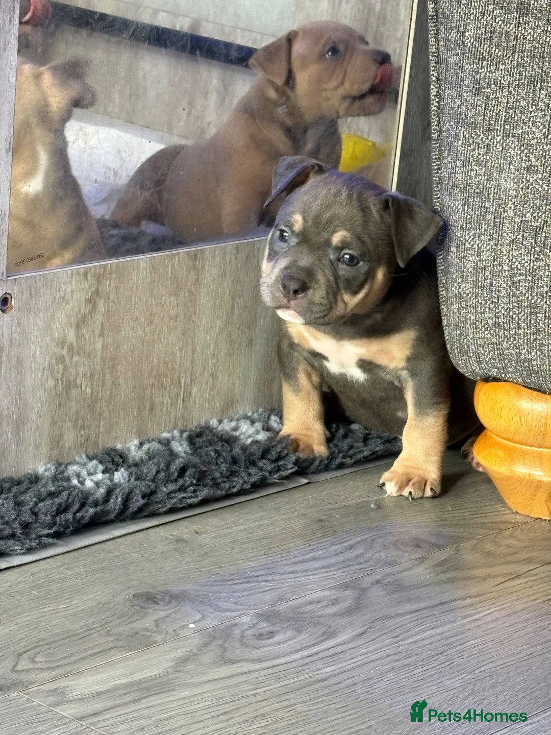 American Bulldog dogs for sale: Ivy American Pocket Bulldog  in Leyland - Advert 6