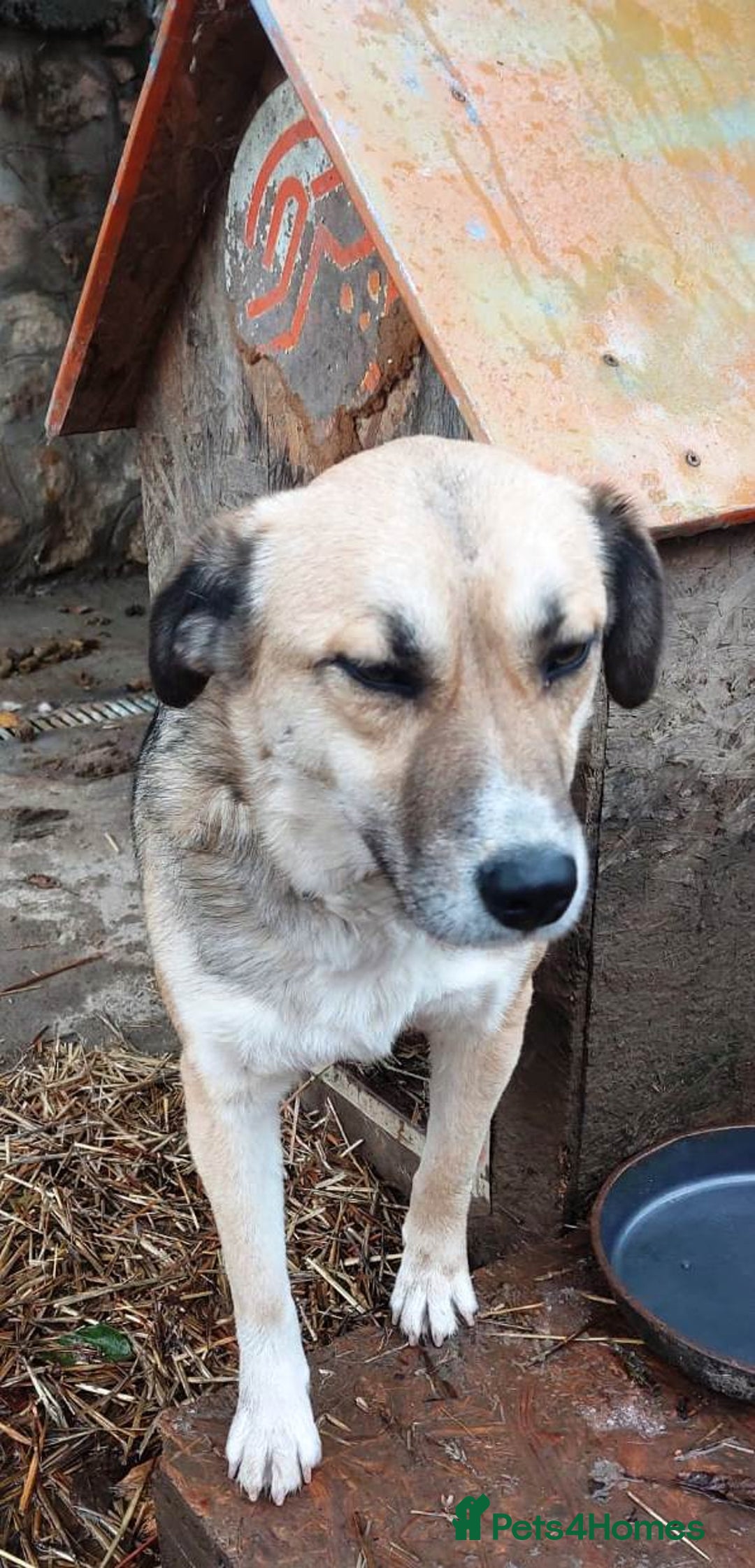 Mixed Breed dogs for adoption: CHLOE - a Lovely mix breed Girl, for a Loving Home - Image 5