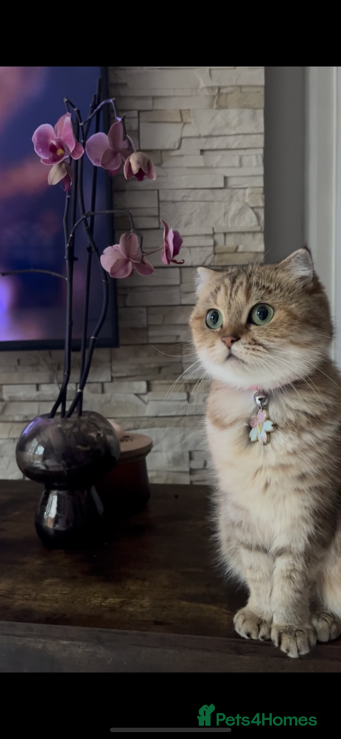 Scottish Fold cats Beautiful golden tabby shade  - Advert 3