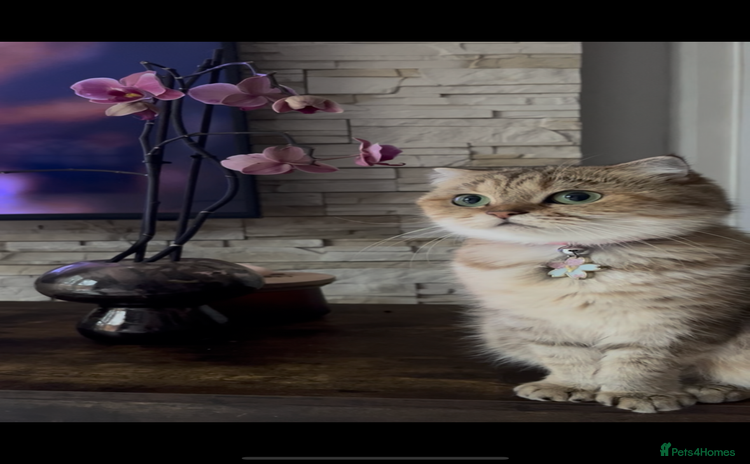 Scottish Fold cats Beautiful golden tabby shade  - Advert 1