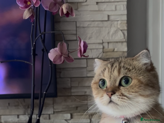 Scottish Fold cats Beautiful golden tabby shade - Advert 12