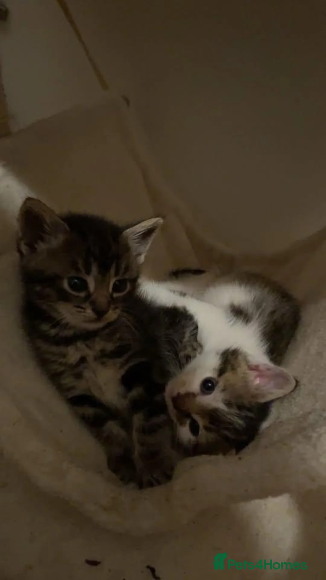 Mixed Breed cats for sale: 4 kittens available in Stockport - Advert 2