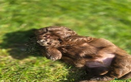 Shih Tzu dogs for sale: Shih Tzu Imperial (Karashishi) - Image 6