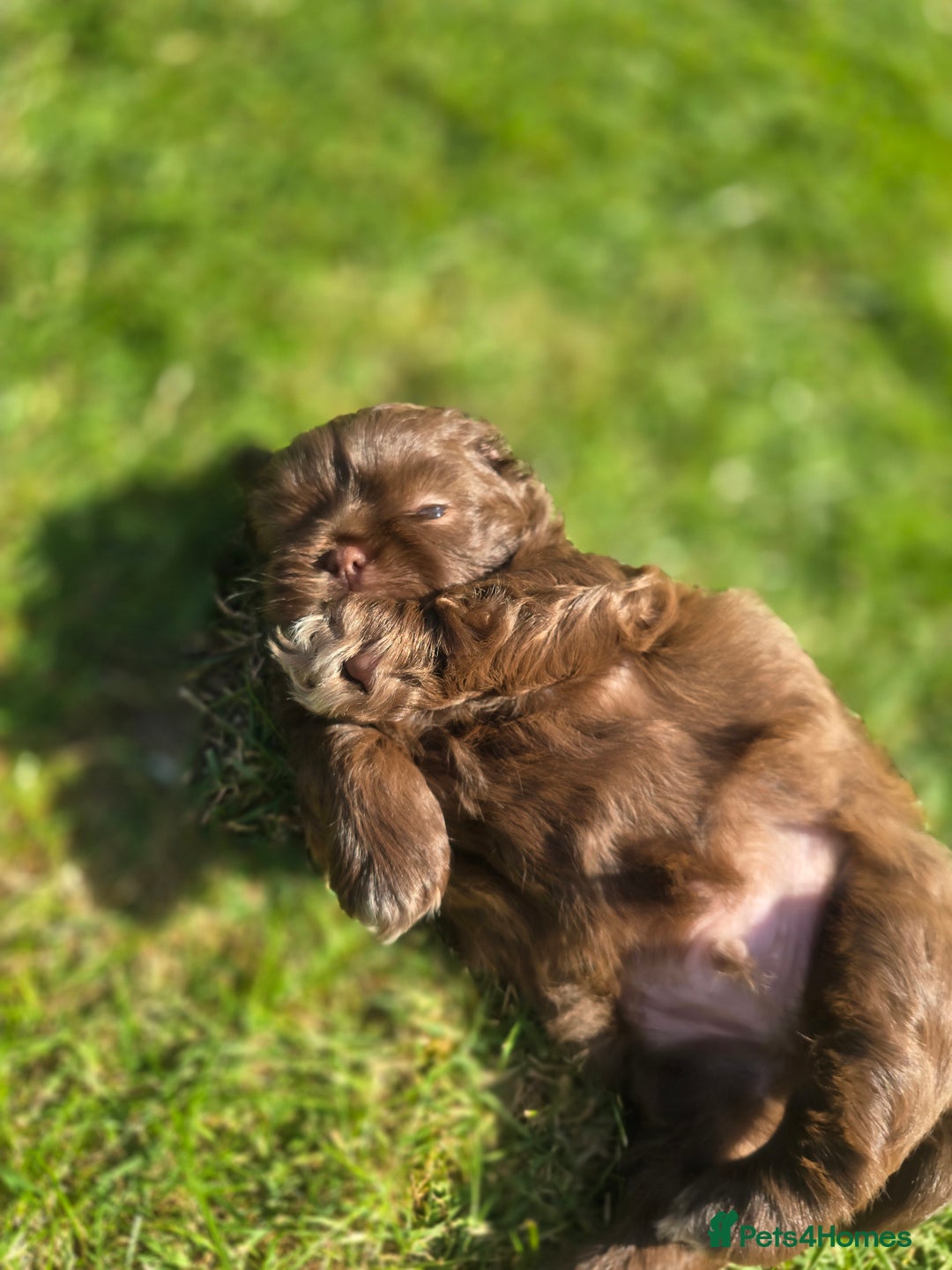 Shih Tzu dogs for sale: Shih Tzu Imperial (Karashishi) - Image 6