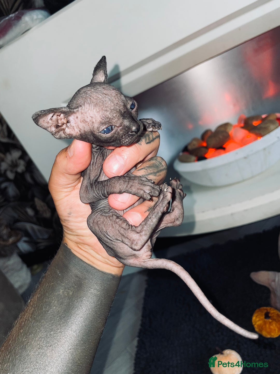 Sphynx cats for sale: Stunning Canadian sphynx kittens - Image 8