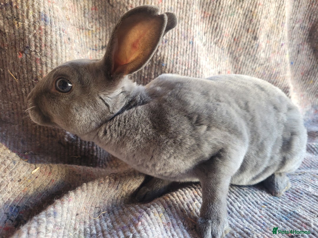 Rex rabbits for sale: 2 x stunning Mini Rex bucks  - Image 3