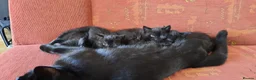 Mixed Breed cats for sale: 4 adorable kittens for sale - Advert 4