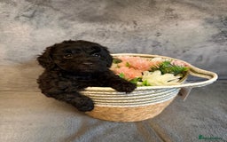 Toy Poodle dogs for sale: KC REG Purebred Stunning Toy Poodle Pups❤️  - Image 7