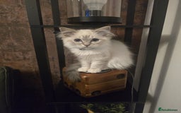 Ragdoll cats for sale: Ragdoll 6 months old - Image 5