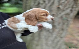 Cocker Spaniel dogs for sale: 100% SHOW TYPE HEALTH TESTED COCKERSPANIELS - Image 11