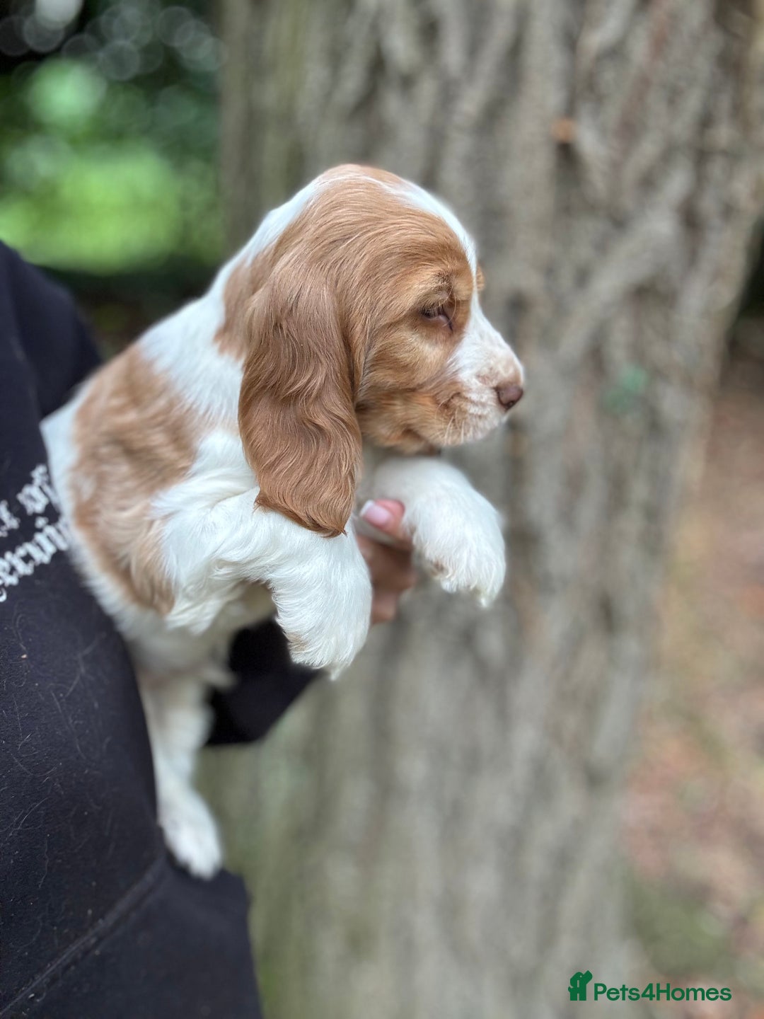 Cocker Spaniel dogs for sale: 100% SHOW TYPE HEALTH TESTED COCKERSPANIELS - Image 11