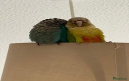 Conures birds for sale: 🦜 2 Conures for Sale – Bonded Pair 🦜 - Image 4