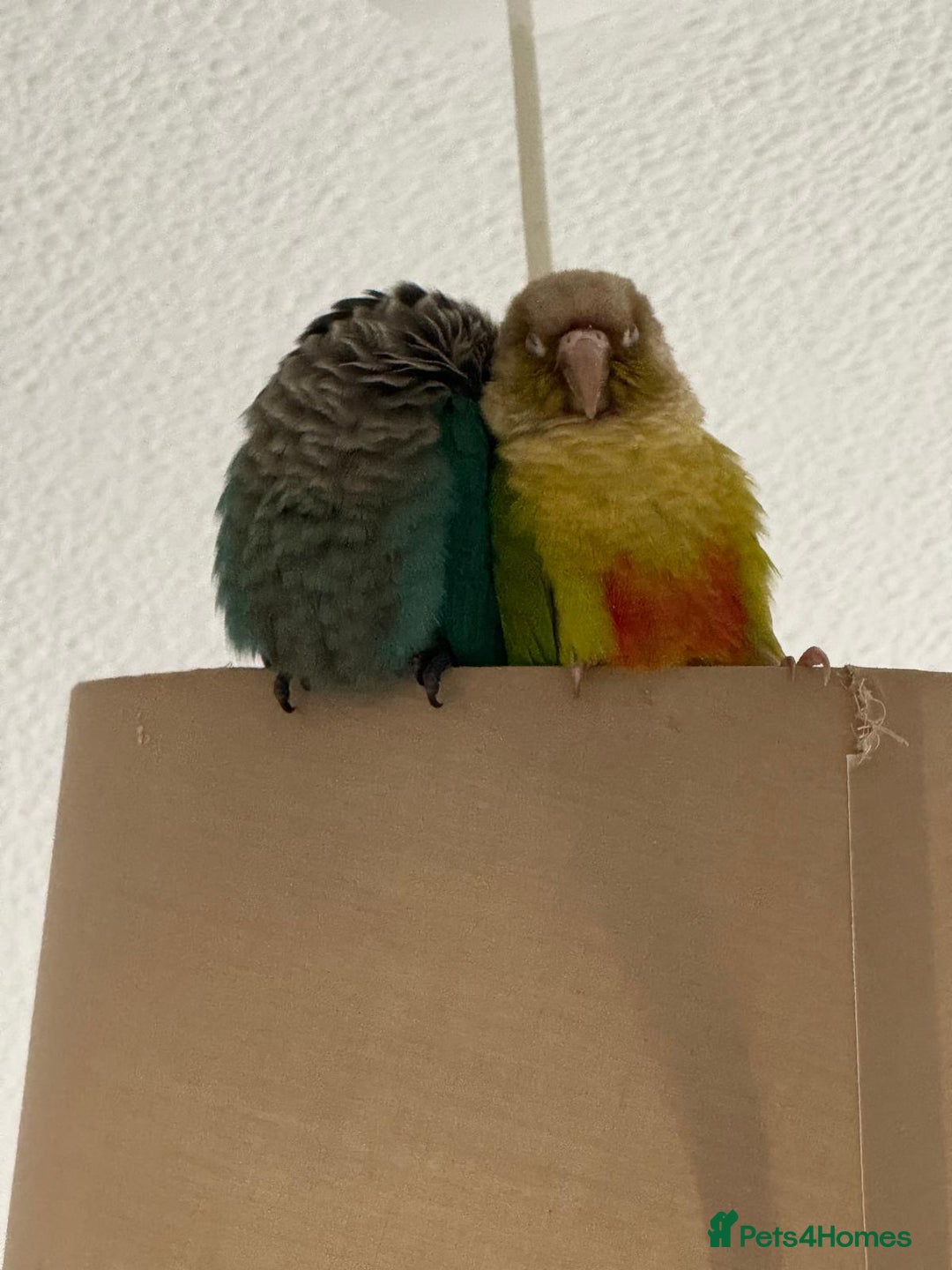 Conures birds for sale: 🦜 2 Conures for Sale – Bonded Pair 🦜 - Image 4