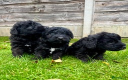 Bedlington Terrier dogs for sale: Stunning Bedlington Terrier puppies  - Image 18