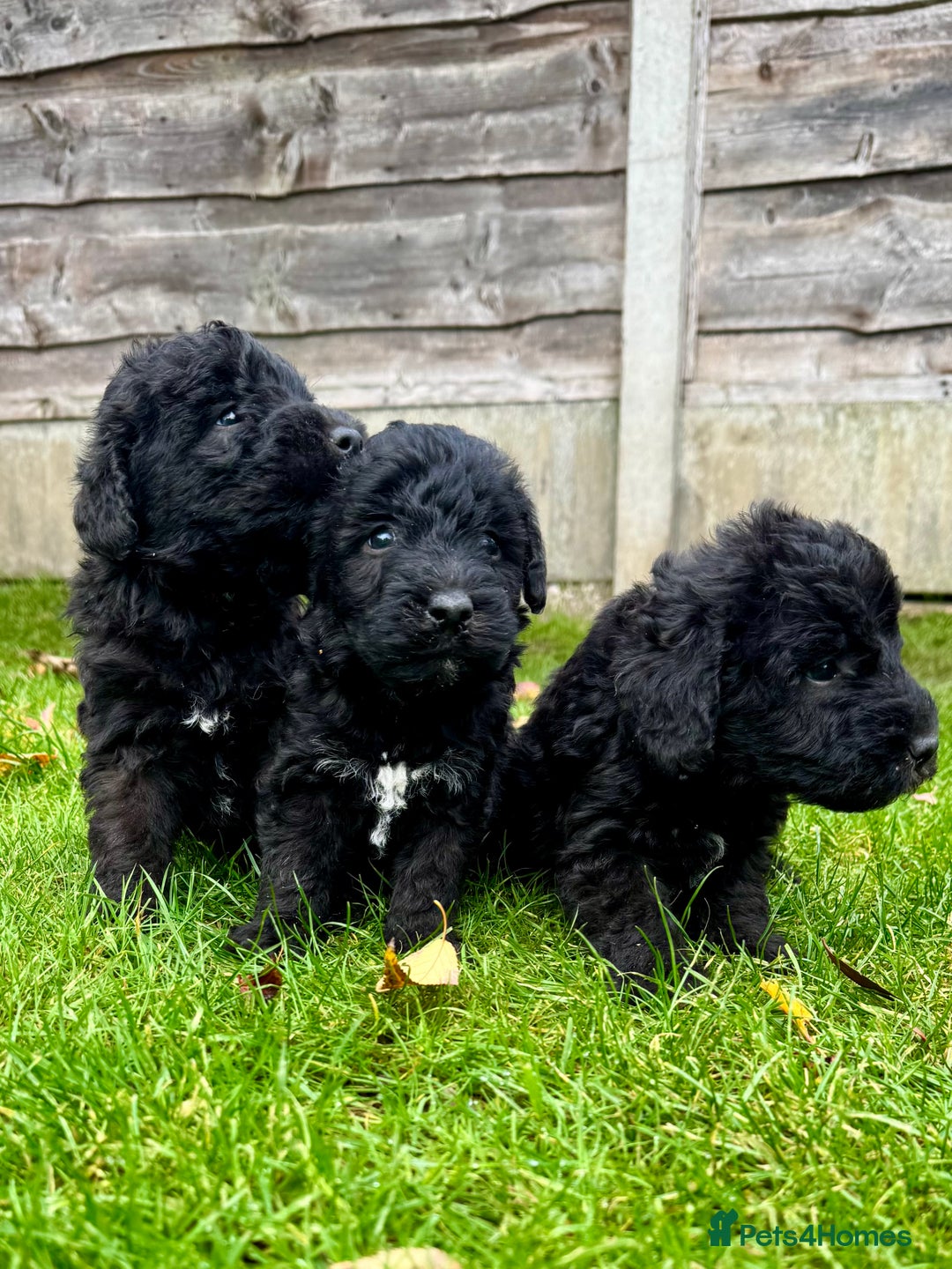 Bedlington Terrier dogs for sale: Stunning Bedlington Terrier puppies  - Image 18