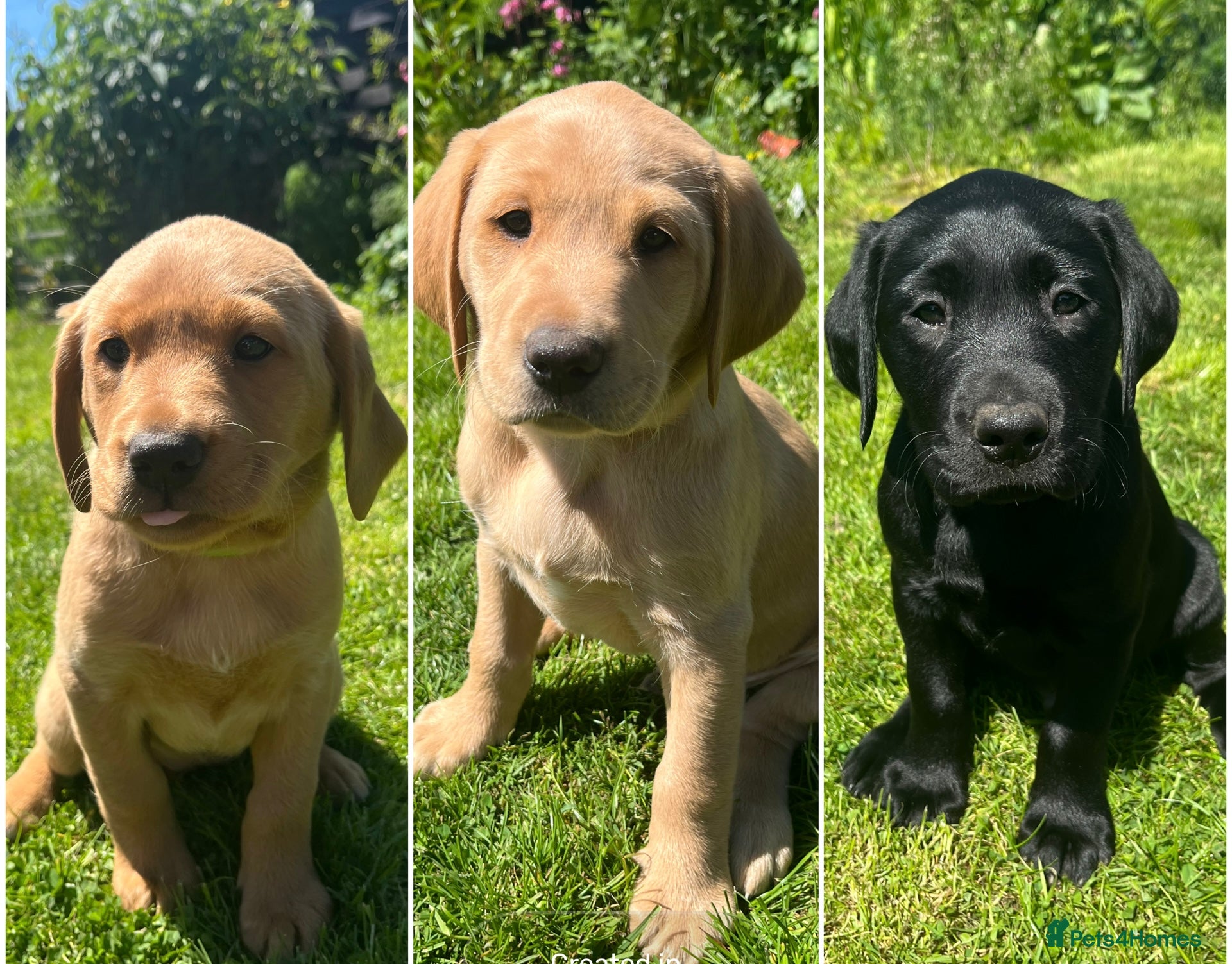 Labrador Retriever dogs 3 Labrador puppies for sale  - Advert 10