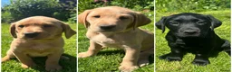 Labrador Retriever dogs for sale: 3 Labrador puppies for sale  - Advert 1