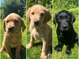 Labrador Retriever dogs 3 Labrador puppies for sale - Advert 2