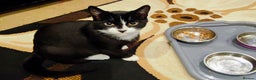 Mixed Breed cats for sale: kittens gorgeous kittens for sale  - Advert 7