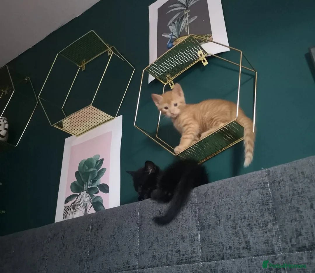 Mixed Breed cats for sale: Ginger female half bengal in Glenrothes - Advert 2