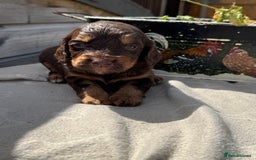 Cockapoo dogs for sale: Puppies - Image 6
