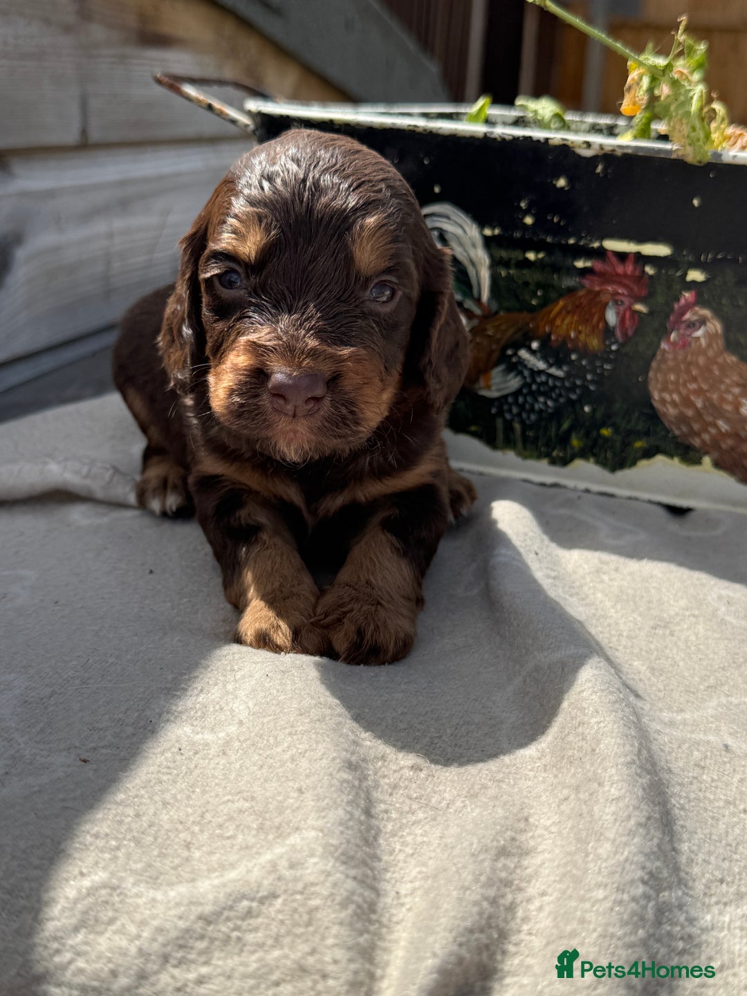 Cockapoo dogs for sale: Puppies - Image 6