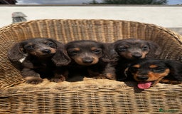 Miniature Dachshund dogs for sale: READY NOW. Miniature long hair dachshund 🤍 - Image 5