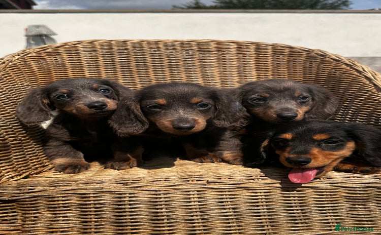Miniature Dachshund dogs - Advert 11