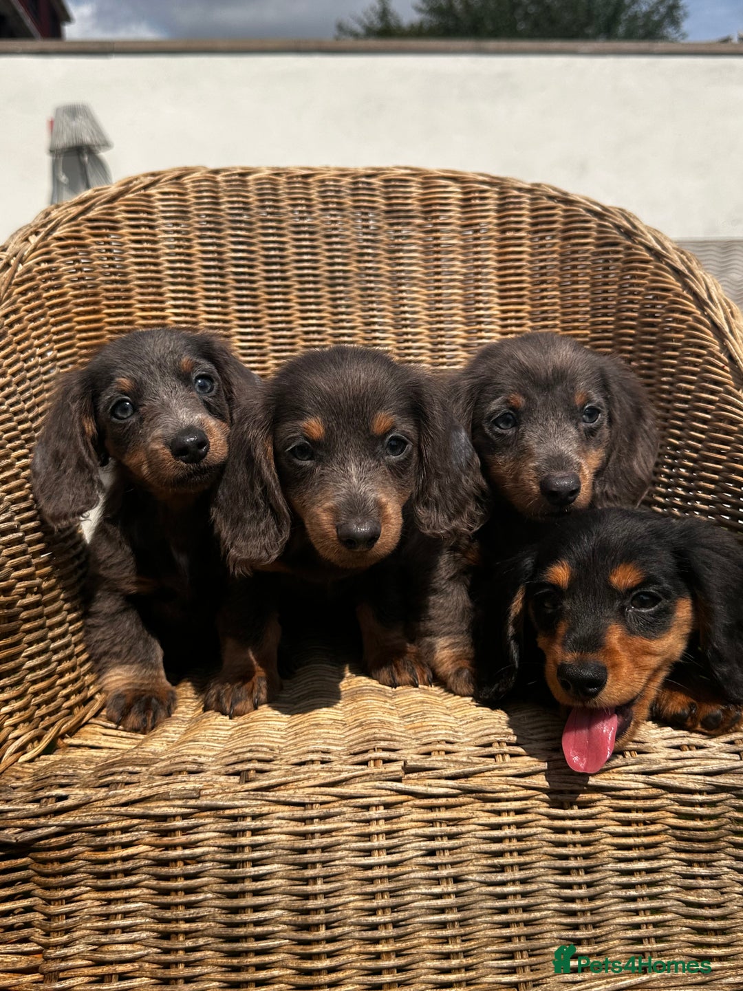 Miniature Dachshund dogs for sale: READY NOW. Miniature long hair dachshund 🤍 - Image 5