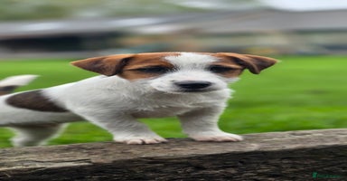 Jack Russell dogs - Advert 4