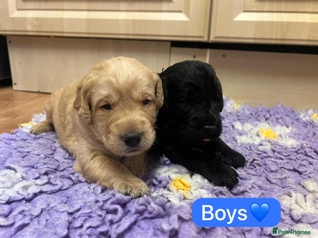 Labradoodle dogs for sale: Gorgeous labradoodle puppies - Advert 2