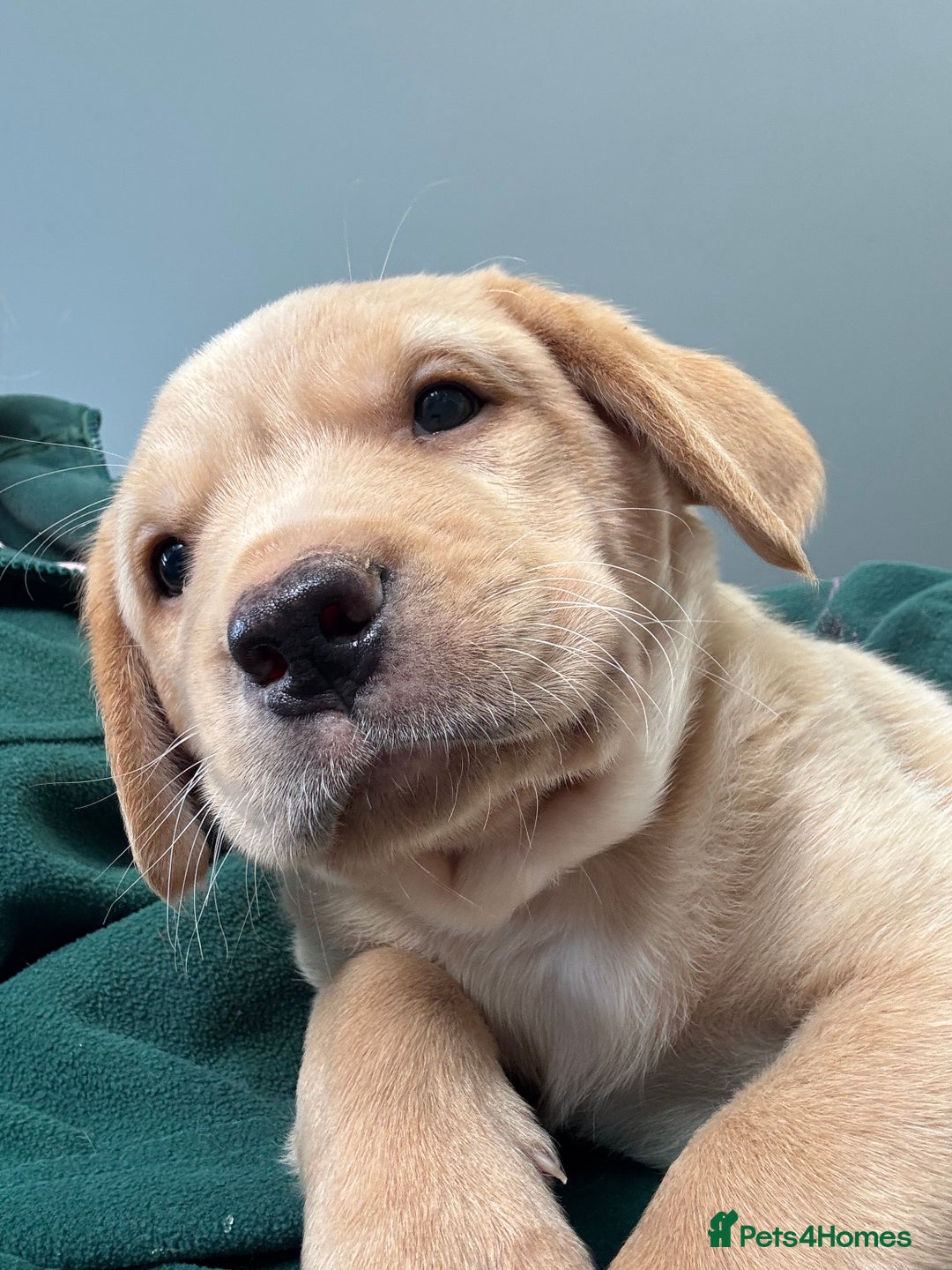 Labrador Retriever dogs for sale: Amazing KC Labradors fully health tested parents  - Advert 8