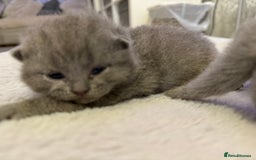 British Shorthair cats for sale: ✨British Shorthair GCCF 5 generation Pedigree✨ - Advert 18