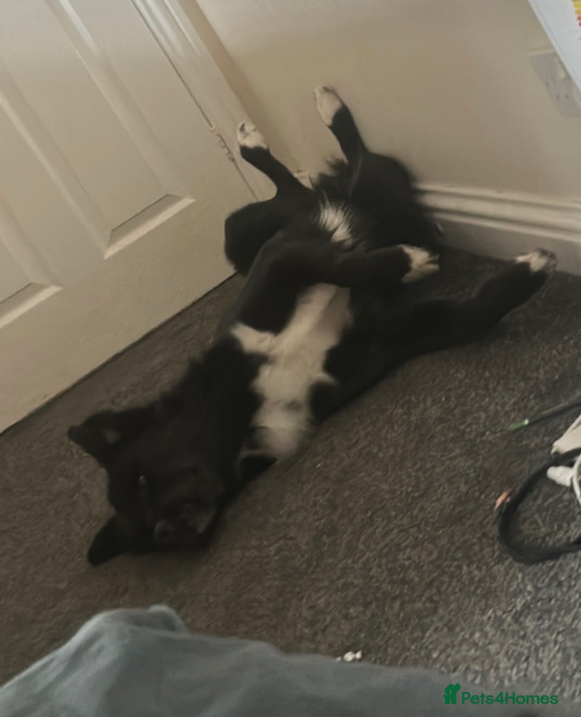 Border Collie dogs Pedigree border collie  - Advert 2