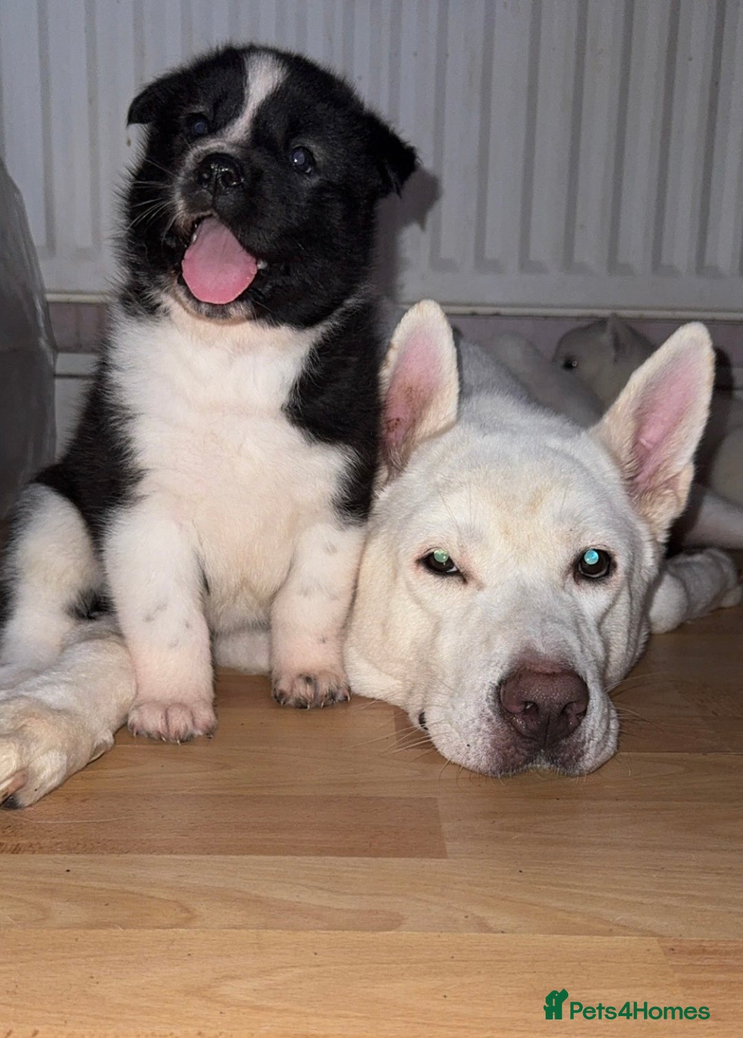 Akita dogs for sale: 7 beautiful American Akita Puppies - Advert 3