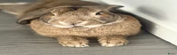 Mixed Breed rabbits for sale: Bunnie for re-homing   in Margate - Advert 2