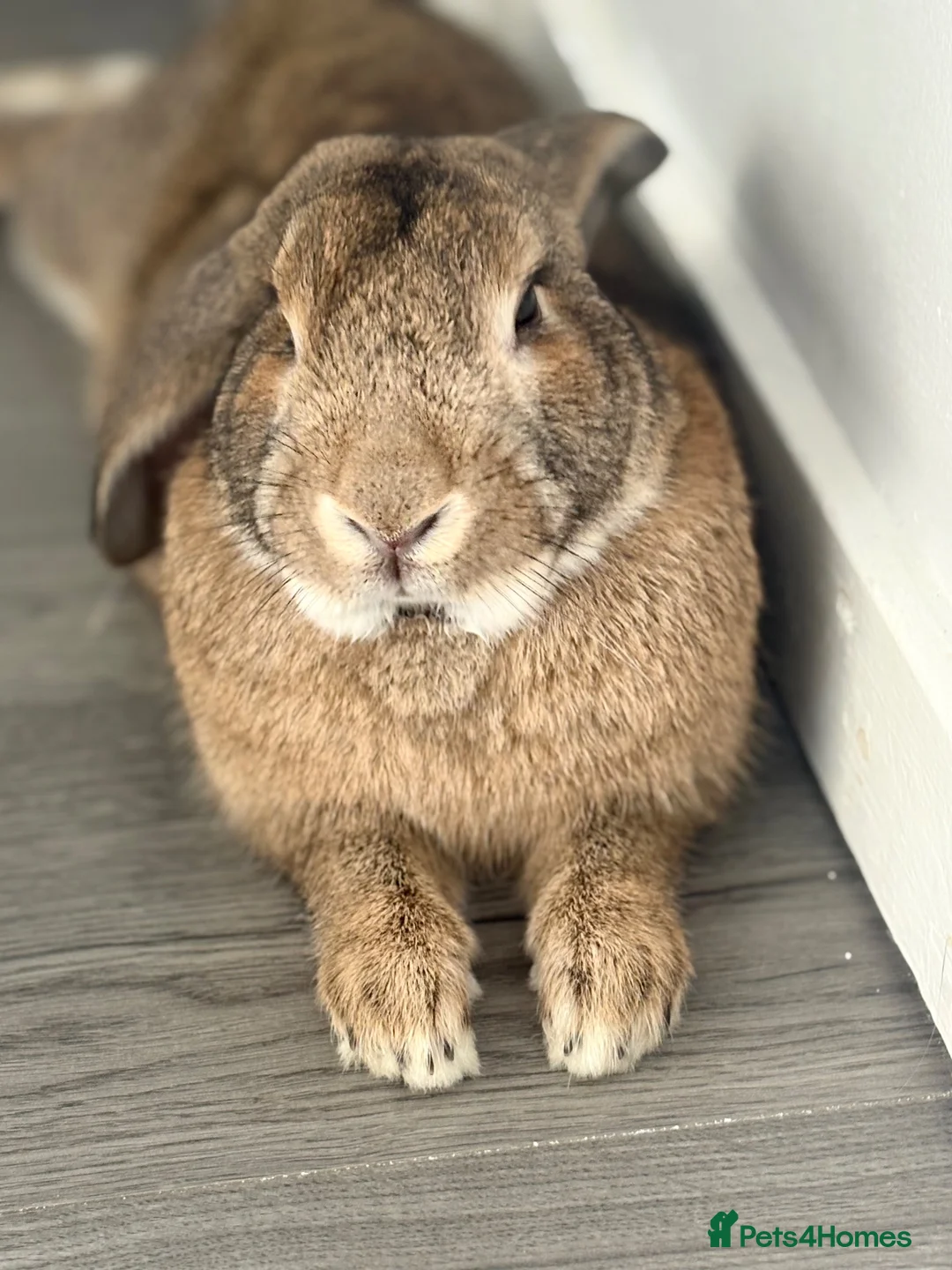 Mixed Breed rabbits for sale: Bunnie for re-homing   in Margate - Advert 2