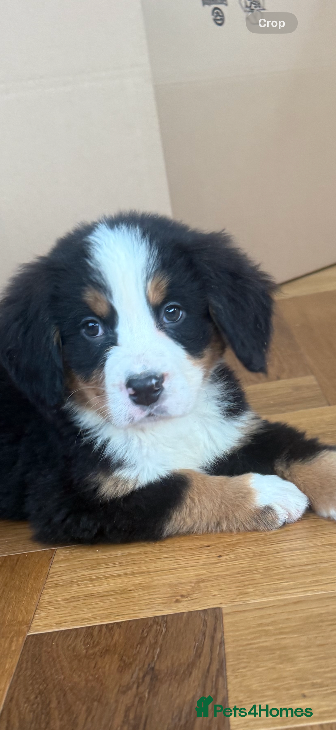 Bernese Mountain Dog dogs for sale: Bernese Mountain Dog Pups  - Advert 23