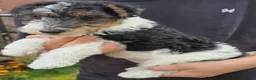Fox Terrier dogs for sale: Fox Terrier  in Wednesbury - Advert 8