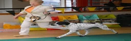 Pointer dogs for sale: Beautiful Pointer puppies  - Advert 9