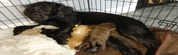 Cocker Spaniel dogs for sale: Stunning litter of cocker spaniels - Advert 1