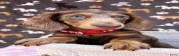 Miniature Dachshund dogs for sale: Miniature Dachshund- KC Registered - Advert 7