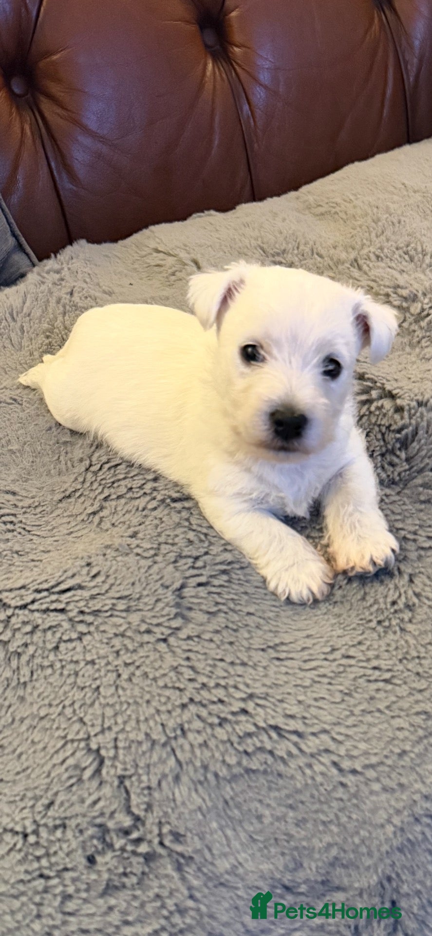 West Highland Terrier dogs West highland terrier BOY pup - Advert 2