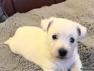 West Highland Terrier dogs West highland terrier BOY pup - Advert 2