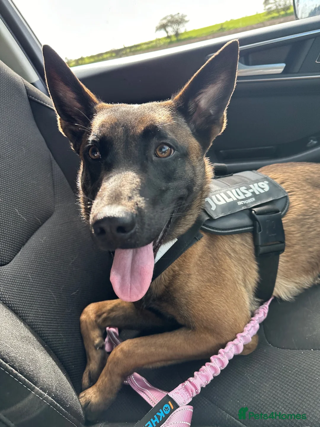 Belgian Shepherd Dog dogs for sale: 🐾 Ruby – Looking for Her Forever Home 🐾 - Advert 8