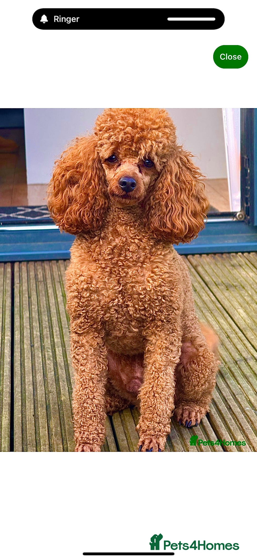 Cavapoo dogs for sale: *Stunning Ruby Red F1 Cavapoo Puppies For Sale* - Advert 18